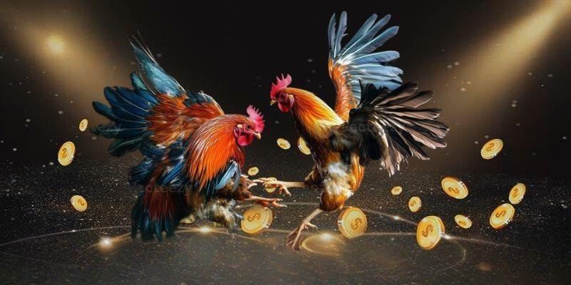 Các bước tham gia Đá gà trực tuyến abc8